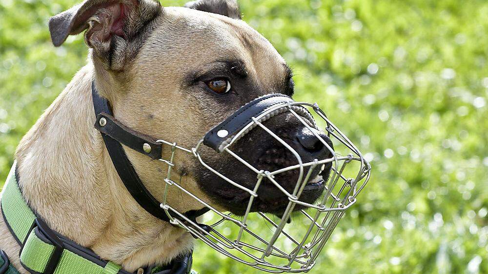 In Wien gilt für Listenhunde Maulkorb- und Leinenpflicht