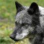 Der Wolf fühlt sich auch in Kärnten wohl, seine Präsenz ist per DNA nachgewiesen