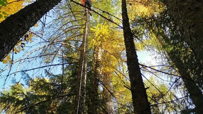 Am Donnerstag musste eine Paragleiterin in einem Baum unweit der Startwiese am Fladnitzberg notlanden.