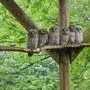 Die Waldkäuze bleiben bis Ende August im Naturschutzzenturm. Danach werden sie ausgewildert