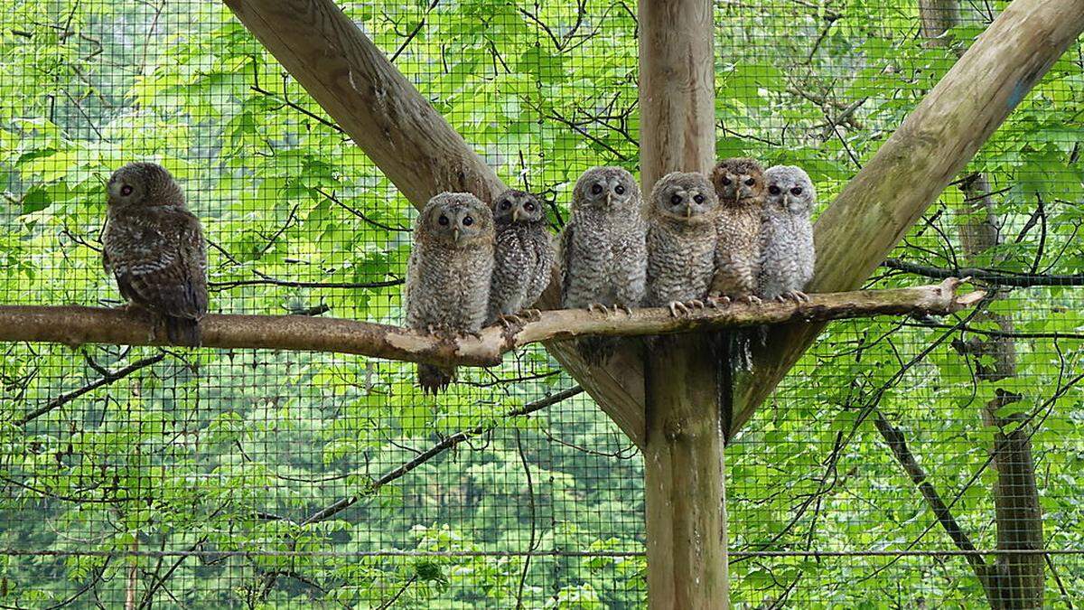 Die Waldkäuze bleiben bis Ende August im Naturschutzzenturm. Danach werden sie ausgewildert