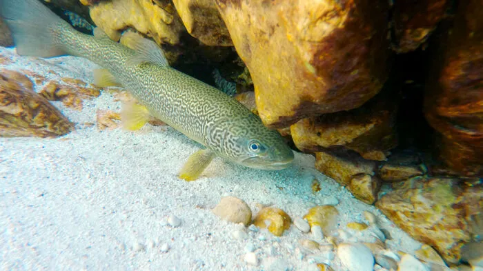 Sloweniens Adriaküste überrascht mit Flamingos, Delfinen und exotisch anmutender Meeresfauna. Das gehört ebenso zu Slowenien wie einzigartige Höhlen-Salamander und Flussbewohner wie die Marmorataforelle.