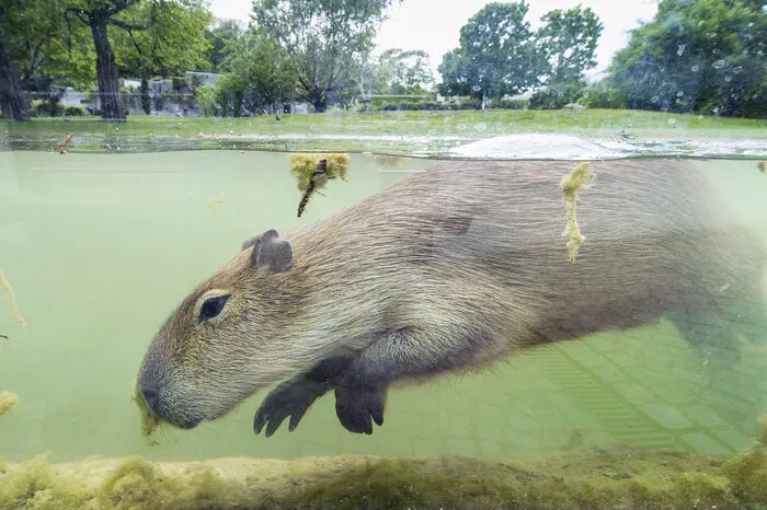 Kaum kratzen die Temperaturen an der 30-Grad-Marke, gehen die Wasserschweine besonders gerne in den Teich. Durch eine große Sichtscheibe können die Besucher sie dabei beobachten. "Wie ihr Name verrät, halten sich die südamerikanischen Nagetiere oft im Wasser auf. Sie sind daran auch gut angepasst und besitzen zwischen den Zehen kurze Schwimmhäute", erklärte Tiergartendirektorin Dagmar Schratter. Wasserschweine können minutenlang tauchen und dabei ihre Nasenlöcher verschließen.   