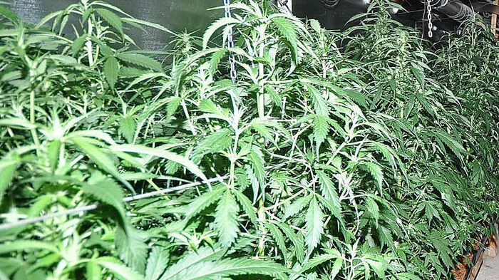 Zwei Kilogramm Cannabiskraut soll der verhaftete verkauft haben