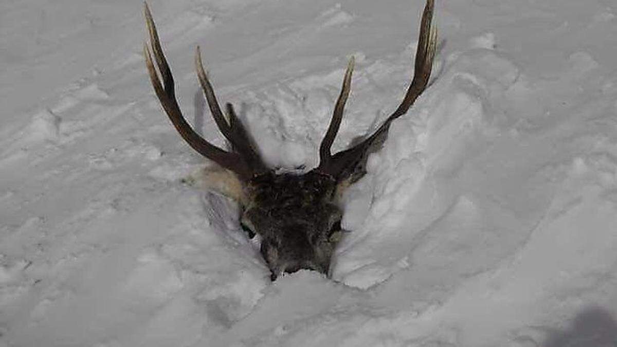 Aktuelles Bild aus der Obersteiermark: Bis zur Nasenspitze steckt dieser Hirsch im Schnee