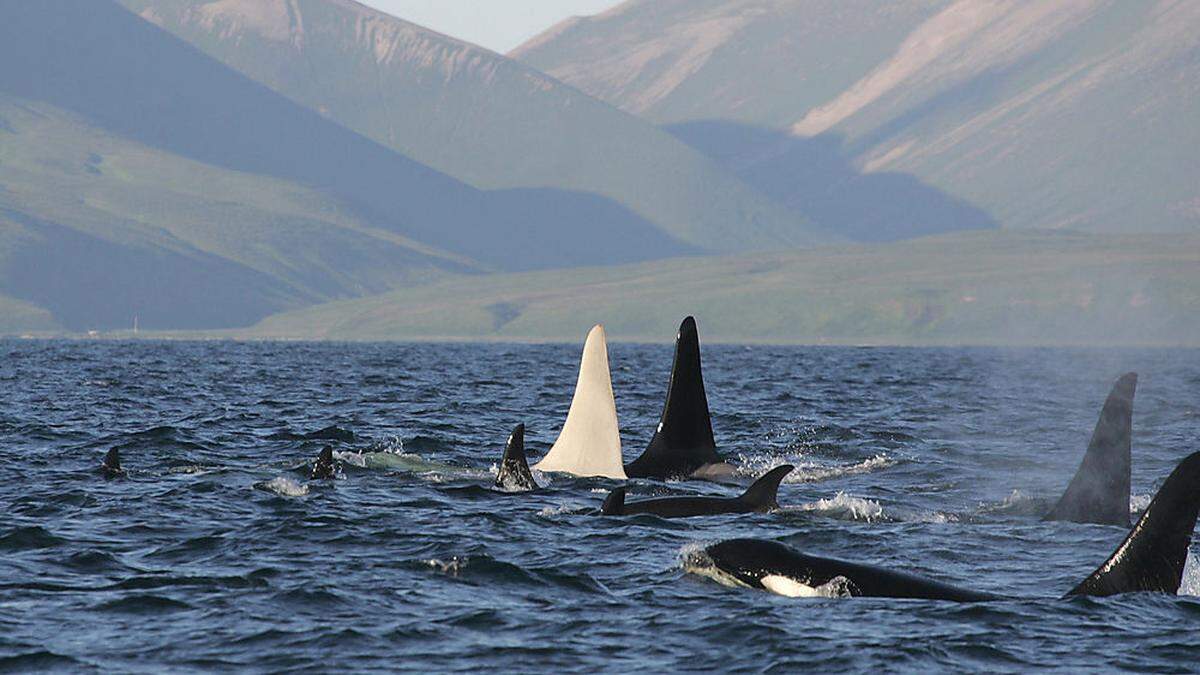 &quot;Iceberg&quot; war der erste Albino-Orca, der vor vier Jahren gesichtet wurde