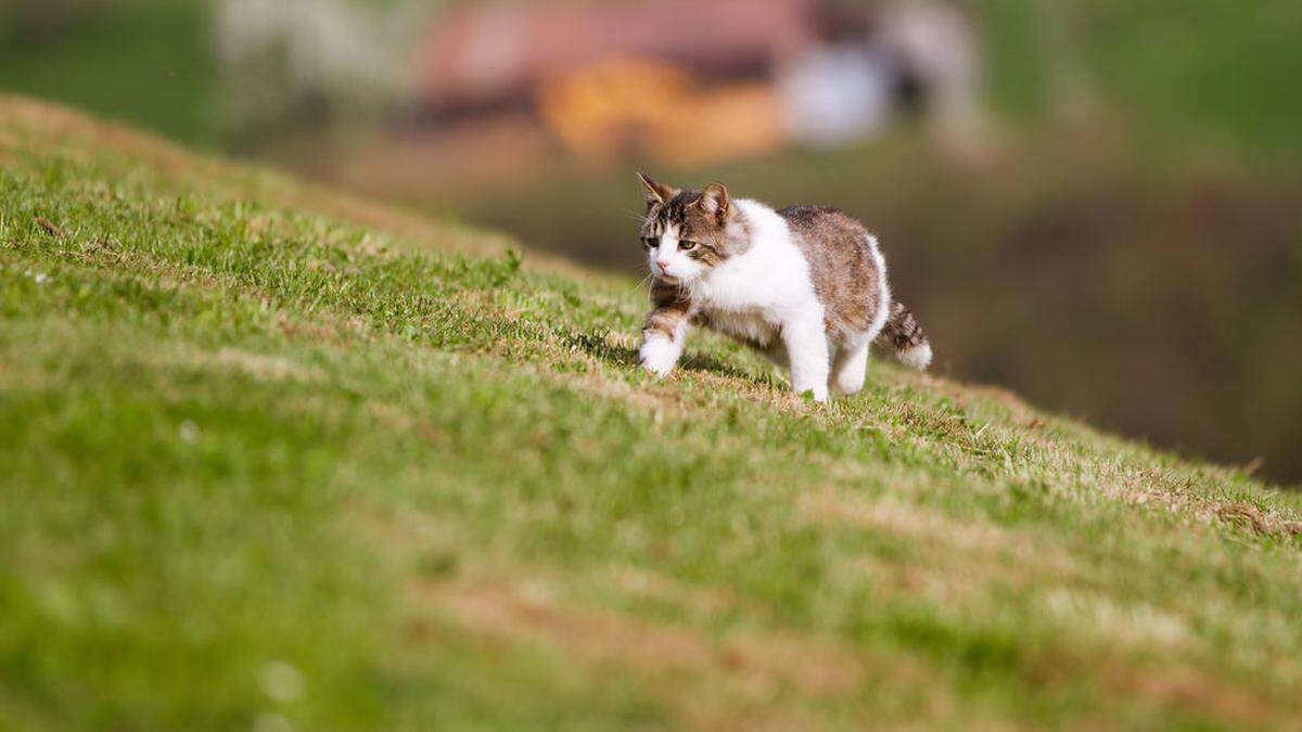 Nach der Rettung lief die Katze davon