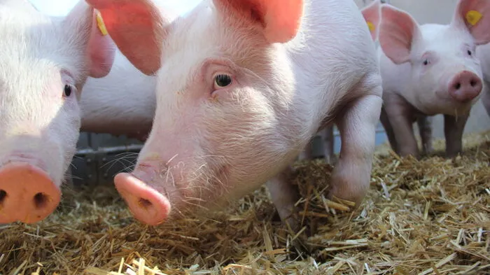 Die Schweine am Direktvermarkter-Betrieb Steßl in Bad Loipersdorf haben Auslaufbereiche und Stroh.