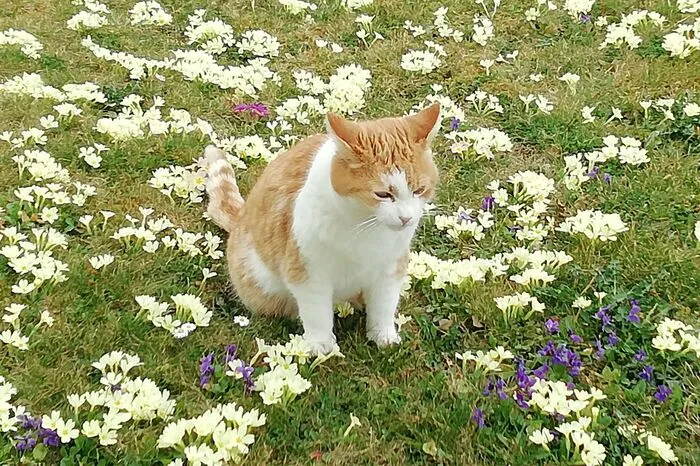Auch Katze Melia genießt die Frühlingsluft.