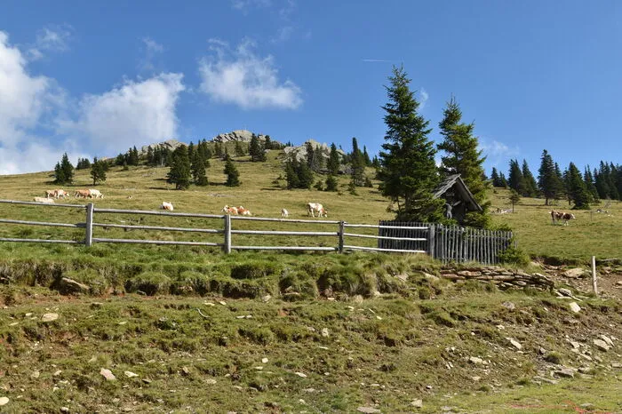 Heuer weiden rund 520 Rinder zwischen Glitzalm und Weinebene im Koralmgebiet.