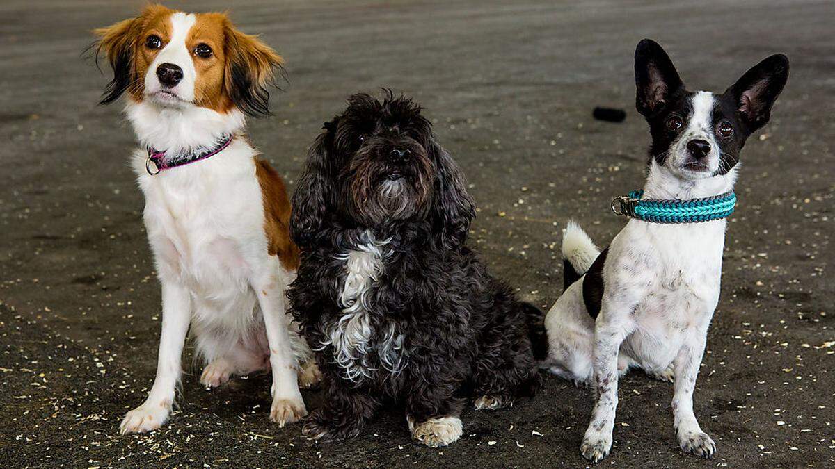 Bei der Internationalen Hundeausstellung in Graz werden wieder die schönsten Vierbeiner gekürt