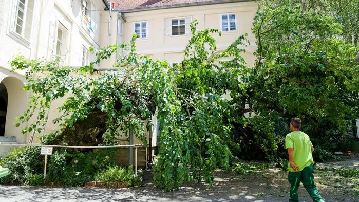 Der Maulbeerbaum in der Brückenkopfgasse 7, der als ältester Baum der Stadt Graz gilt, ist in der Nacht auf den 1. Juli 2026 nach mehr als 250 Jahren zusammengebrochen