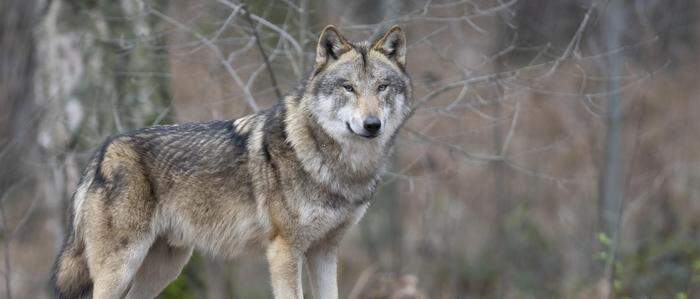 „Save the Alps“ soll laut VGT Wolfshetze betreiben
