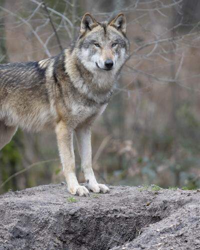 „Save the Alps“ soll laut VGT Wolfshetze betreiben