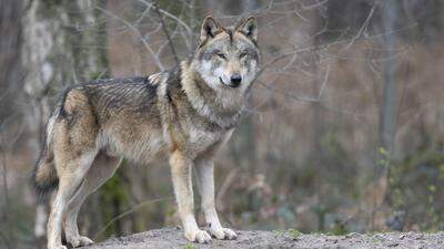 Von Deutschland nach Nordspanien: Nie war ein Wolf länger unterwegs (Sujet)