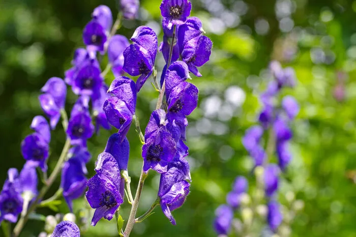 Nur mit Handschuhen anzufassen: Aconitum napellus wird in den Gärten Europas als Zierpflanze angebaut, gilt als giftigste Pflanze Europas und kann bei bloßem Hautkontakt zu Herzrhythmusstörungen oder Kreislaufkollaps führen.