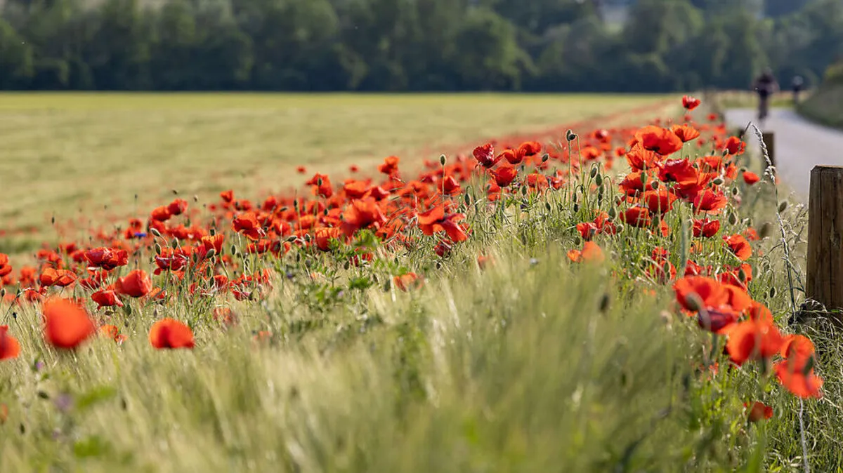 Kein Wunder, dass der Mohn das Herz vieler Fotografen erfreut