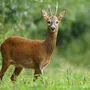 Weil Rehe und Hirsche besonders gerne junge Laubbäume anfressen, sei die Aufforstung mit Mischwald schwierig, kritisieren Forstwirte und Waldbauern. Landesjägermeister tritt für Naturverjüngung ein (Symbolfoto)