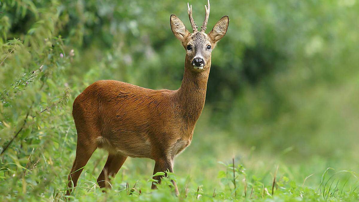 Weil Rehe und Hirsche besonders gerne junge Laubbäume anfressen, sei die Aufforstung mit Mischwald schwierig, kritisieren Forstwirte und Waldbauern. Landesjägermeister tritt für Naturverjüngung ein (Symbolfoto)