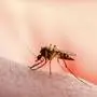 Dangerous Malaria Infected Mosquito Skin Bite. Leishmaniasis, Encephalitis, Yellow Fever, Dengue, Malaria Disease, Mayaro or Zika Virus Infectious Culex Mosquito Parasite Insect Macro.