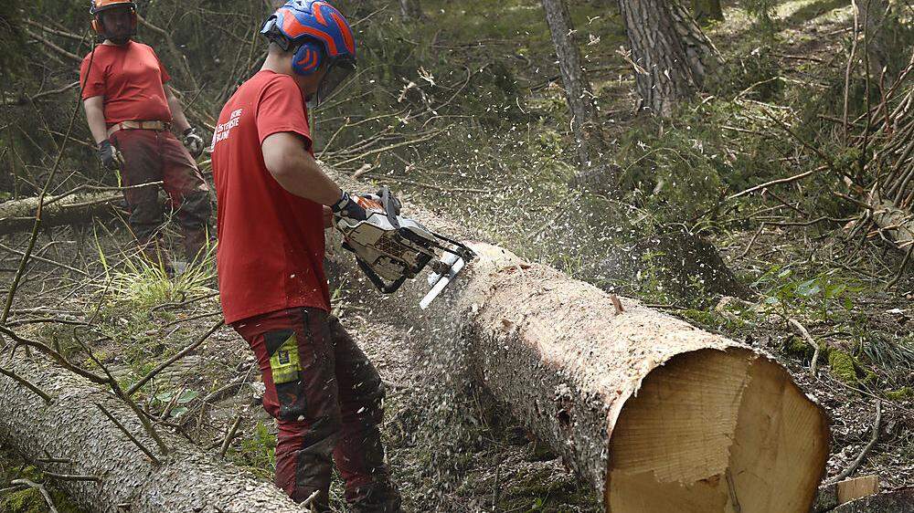 Die Schadholzmengen nehmen massiv zu
