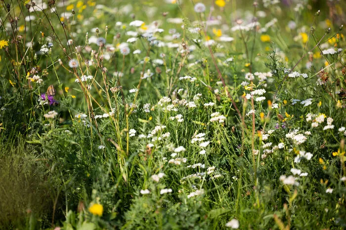 Wiese ist für den Hausbewohner die Hauptsache