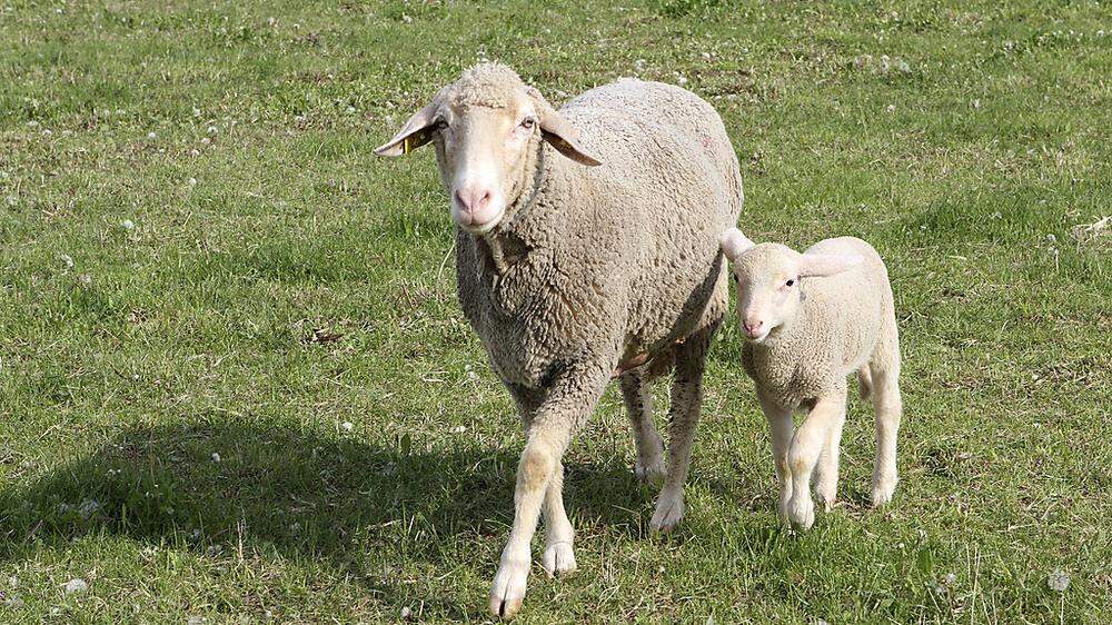 Schaf war auch nach neun Monaten HCB-freiem Futter stark belastet 