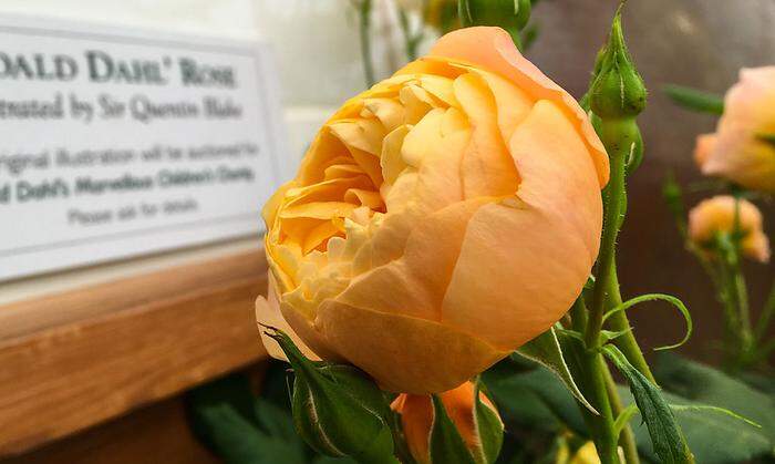 Die neue „Austin“-Rose ist Roald Dahl gewidmet. Er würde heuer seinen 100. Geburtstag feiern und ist in England vor allem für seine vielen Kinderbücher bekannt. Die Dauerblüherin in Apricot zeichnet ein üppiger Flor aus. 