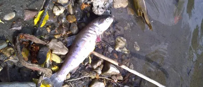 Tausende Fische verendeten im April 2025 im Teich eines Fischzüchters im Wörtherseegebiet