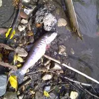 Tausende Fische verendeten im April 2025 im Teich eines Fischzüchters im Wörtherseegebiet