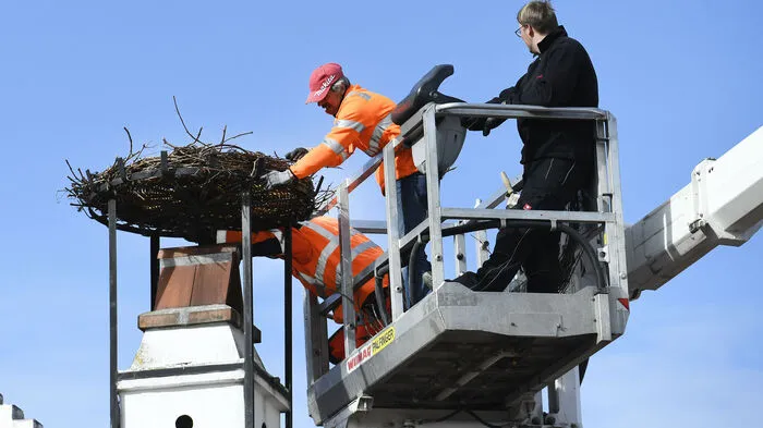 Am Dienstag wurden im burgenländischen Rust am Neusiedlersee die Störchennester gereinigt und für die neue Saison hergerichtet.
