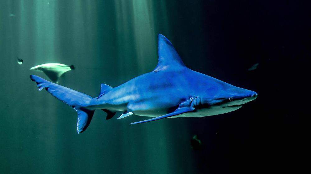 Immer mehr Hai-Arten gelten als gefährdet. 