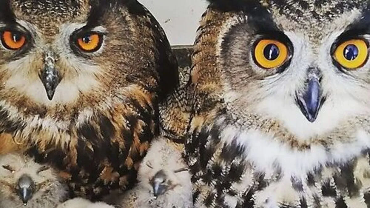 Die vier Junguhus und ihre Eltern sind wohlauf