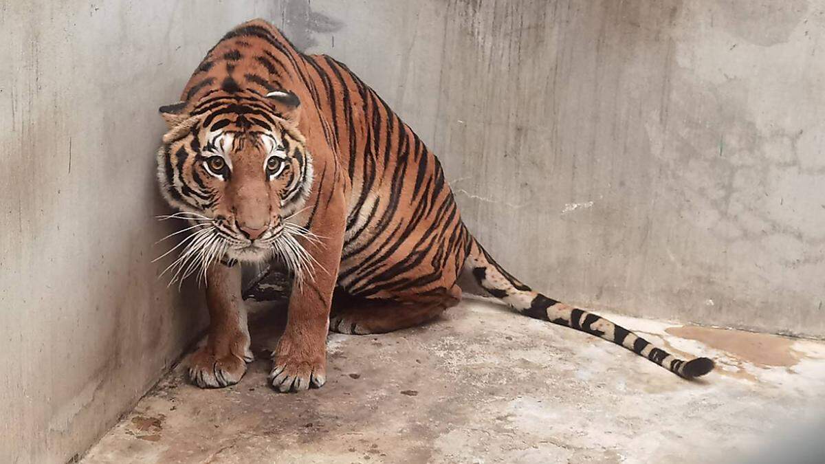 Vordergründig geben sich die Farmen als &quot;Tiger-Streichel-Zoos&quot; aus