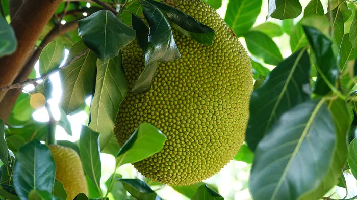 Die Jackfrucht. Ihr Spitznameist „Gemüsefleisch“ und sie ist derGeheimtipp für Vegetarier und Veganer: die Jackfrucht. Das Fleisch der tropischen Frucht lässt sich in unreifer Form wie Hühnerfleisch verwenden. Laut Suchanfragen wird sie im kommenden Jahr der Avocado, dem Obst-Star desJahres 2016, die Showstehlen.
