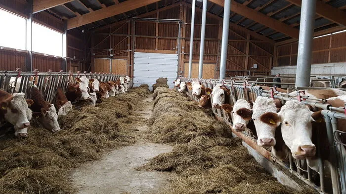 35 Kühe und mehrere Jungtiere leben am "Felmoarhof" in St. Blasen.