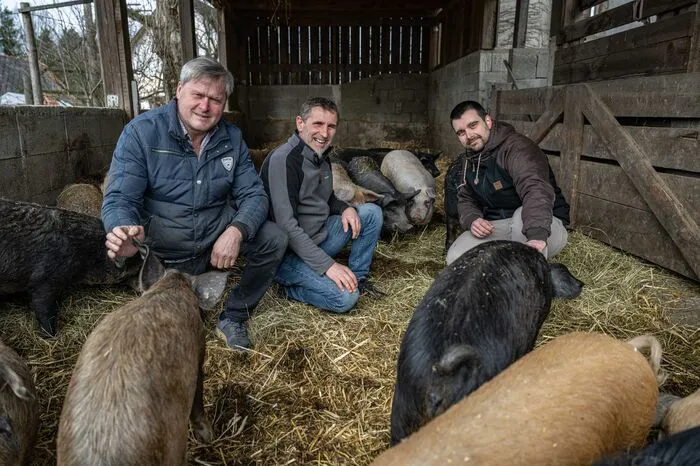 Über 20 Jahre sind die Wollschweine nun schon unter Toni Krispels Obhut. Sigi Augustin kümmert sich um die liebevolle Aufzucht und Küchenchef Daniel Weißer freut sich über außergewöhnliche Qualität.