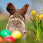Die Temperaturen am Osterwochenende freuen nicht nur den Osterhasen 