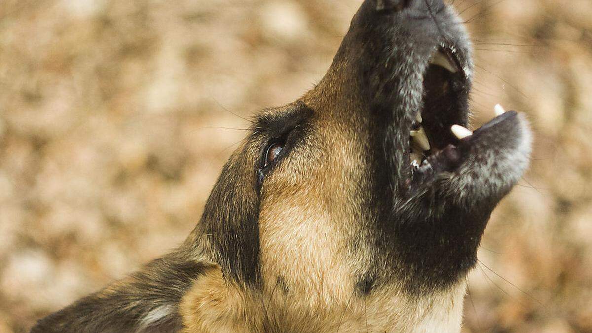 Hundegebell machte Zeugin auf Tierquälerei aufmerksam (Sujet)