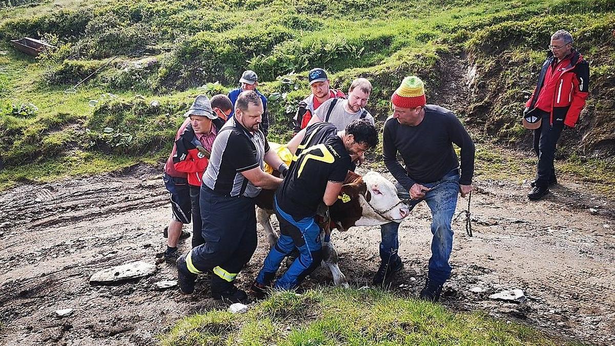 Die Einsatzkräfte konnten das Stierkalb unverletzt bergen