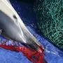 epa00132720 Greenpeace handout issued on Tuesday, 10 February 2004, of a dolphin found dead off the coast of Plymouth. Euro MPs overwhelmingly backed plans today to save the lives of thousands of dolphins and porpoises trapped in fishing nets every year. They called for compulsory "pingers" to steer the creatures away from driftnets, an immediate 2.5km net width limit and a total ban on such nets in the Baltic Sea by 2007. EPA/Greenpeace UK AND IRELAND OUT For editorial use only!