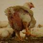 Verheerende Zustände wurden vom Verein gegen Tierfabriken in einem steirischen Hühnermaststall entdeckt