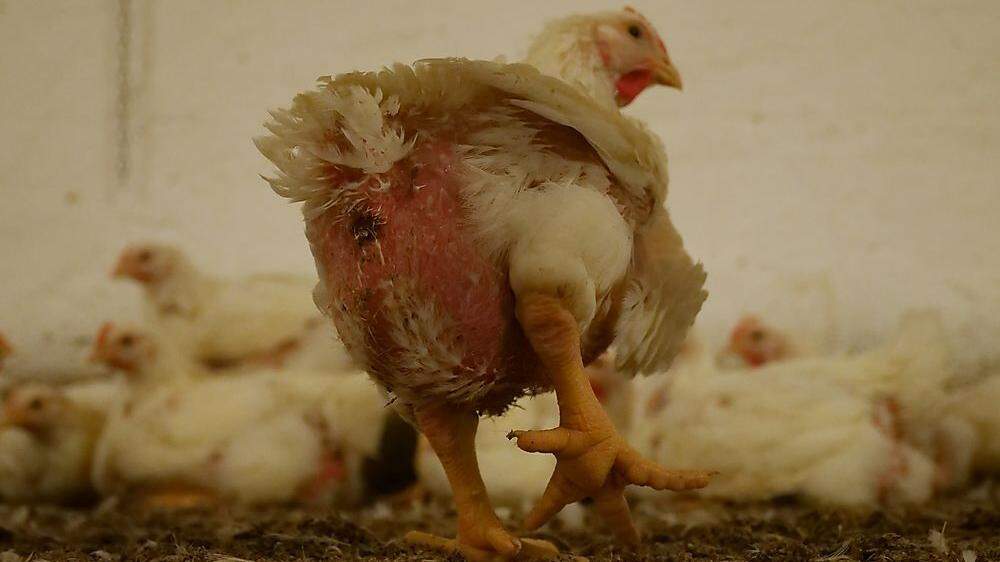 Verheerende Zustände wurden vom Verein gegen Tierfabriken in einem steirischen Hühnermaststall entdeckt