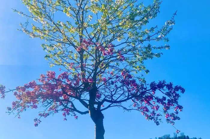 Farbenprächtig ist dieser Baum in Maria Lankowitz, den Waltraud Lesky fotografiert hat. Er blüht gleich in zwei herrlichen Farben.
