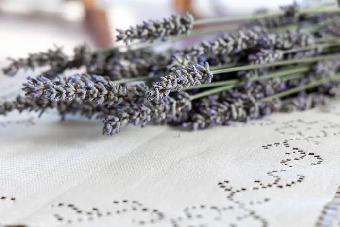 Getrockneter Lavendel sieht nicht nur wunderschön aus - er duftet auch gut