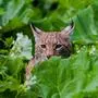 Ein Luchs steht zwischen grünen Pflanzen und schaut in Richtung des Betrachters