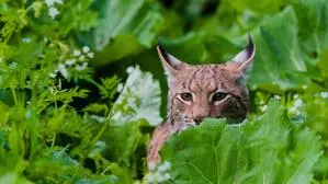 Ein Luchs steht zwischen grünen Pflanzen und schaut in Richtung des Betrachters