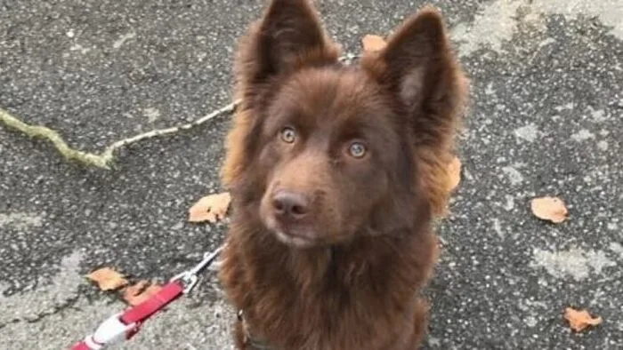 Sammy ist wieder daheim