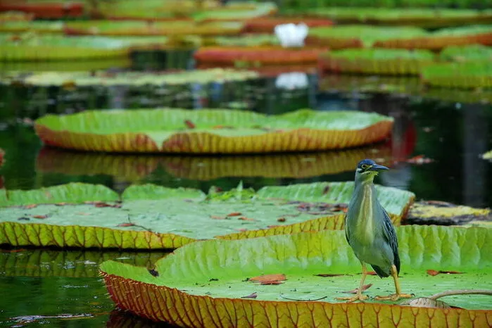 Der Botanische Garten von Pamplemousses wurde im Jahr 1756 angelegt und umfasst eine Fläche von etwa 37 Hektar. Der größte botanische Garten der südlichen Hemisphäre beherbergt neben dem berühmten Seerosenteich (Bild) auch unzählige exotische Gewürzpflanzen.