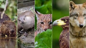 Biber, Fischotter, Luchs, Seeadler und Wolf: Die österreichischen „WWF Big 5“ kehren wieder zurück und sorgen für Probleme